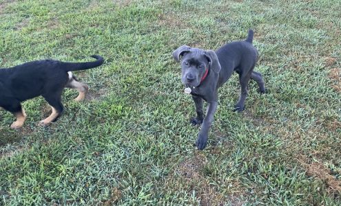 Windy Ridge Kennel 6687 Bateman Ln, Athens Ohio 45701