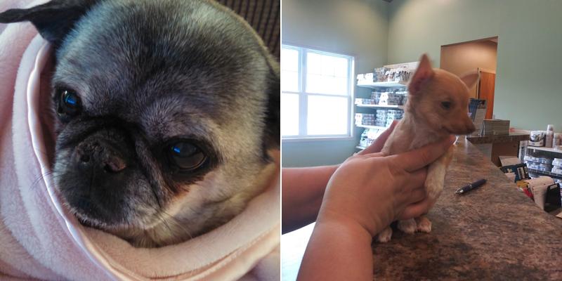 Dr. Julia Stricker Esposito, D.V.M