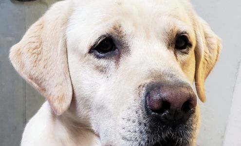 Kelder Labradors Mendon