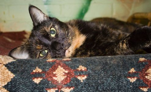 Home Alone Pet Sitting Services