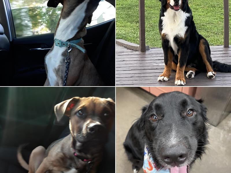 Newton Boarding & Grooming