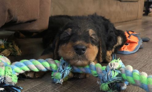 Willow Creek Airedales Pierpont