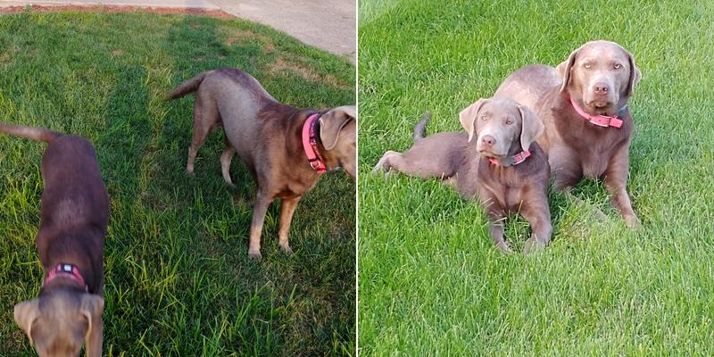 A-1 Kennel Care Inc.