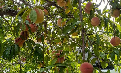 Yeary Orchards Adamsville