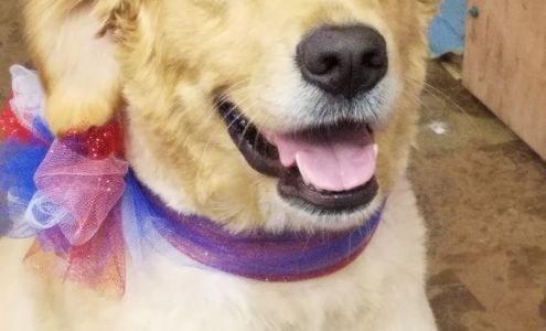 Tender Touch Pet Salon 207 N Harrison St, Sherwood Ohio 43556