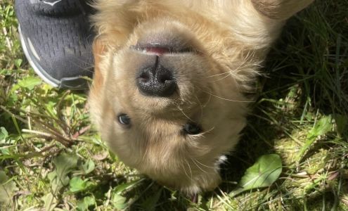 Golden Pond Pet Camp 16213 Park Way, East Liverpool Ohio 43920