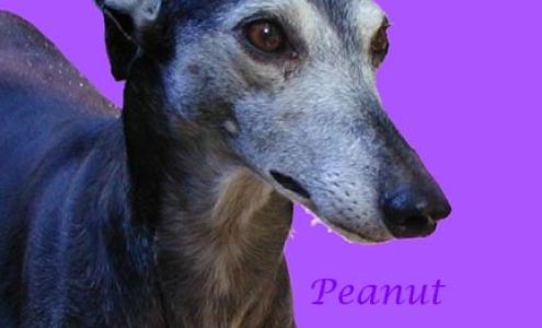 Dogwood Kennels 6298 Dewey Rd, Madison Ohio 44057