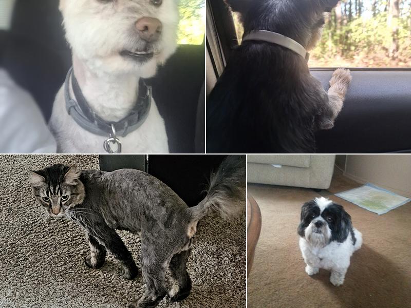 Campbell's Pet Grooming