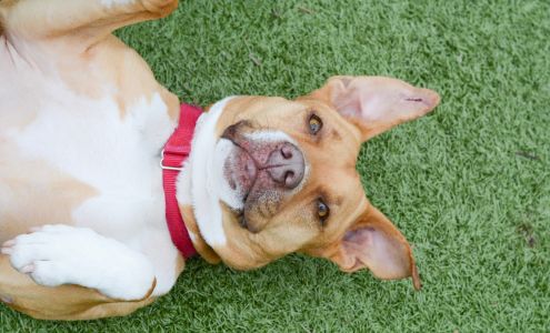 Gateway Pet Guardians East Saint Louis