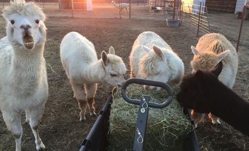 Fitzgerald Acres Alpaca Ranch Collinsville