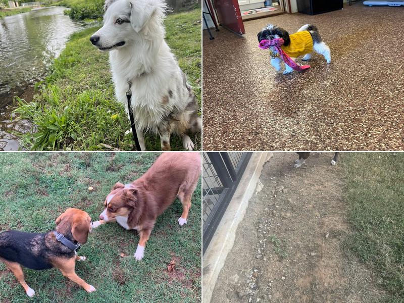 All Paws Inn Pet Motel & Spa