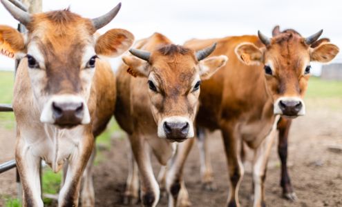 Fitzgerald Farms 8490 NW Moores Valley Rd, Yamhill Oregon 97148