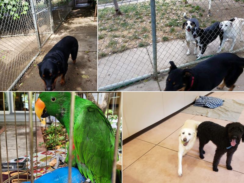 Lone Pine Pet Resort