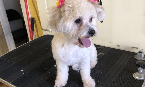 Splash Pet Grooming LLC