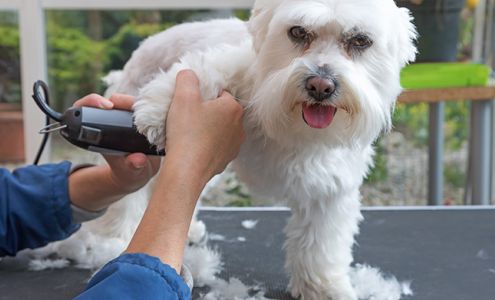 Judy's Pet Grooming - Dog grooming 40787 Snow Peak Dr, Lebanon Oregon 97355