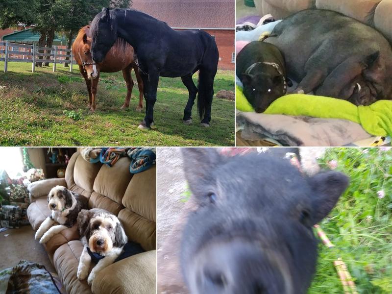 Blue Paw Pet Sitting