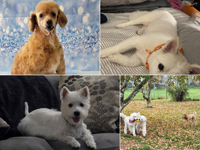 Oberjoch Boarding & Grooming Kennels