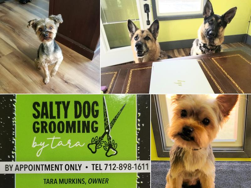 Salty Dog Grooming