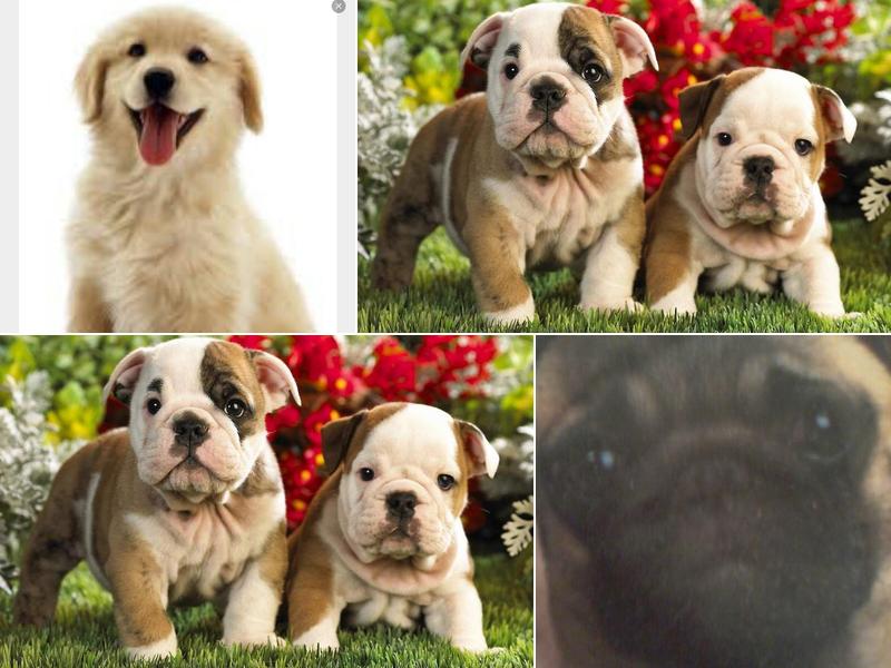 Hoffman Animal Control