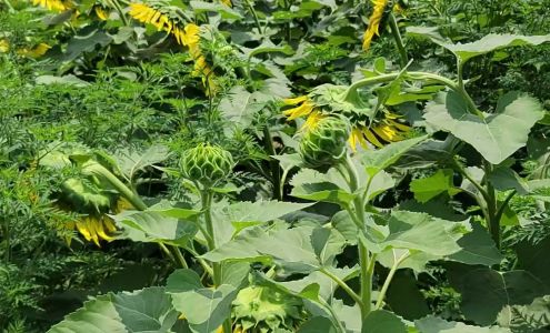 Redemption Farms Elizabeth