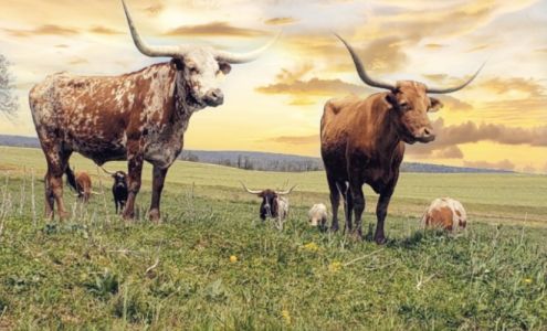 Moonshill Ranch Newmanstown