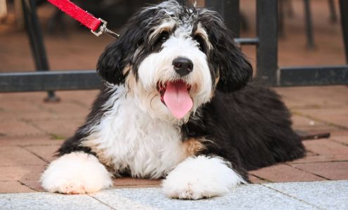 Peaceful Valley Puppies Pine Grove