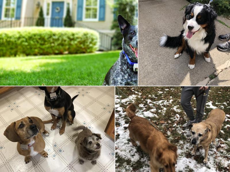 Contain-A-Pet of SEPA