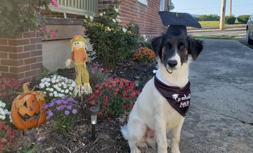 Fieldwood Dog Training Center