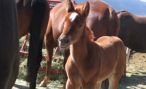 Animal Welfare Organization Insurance Program, LLC