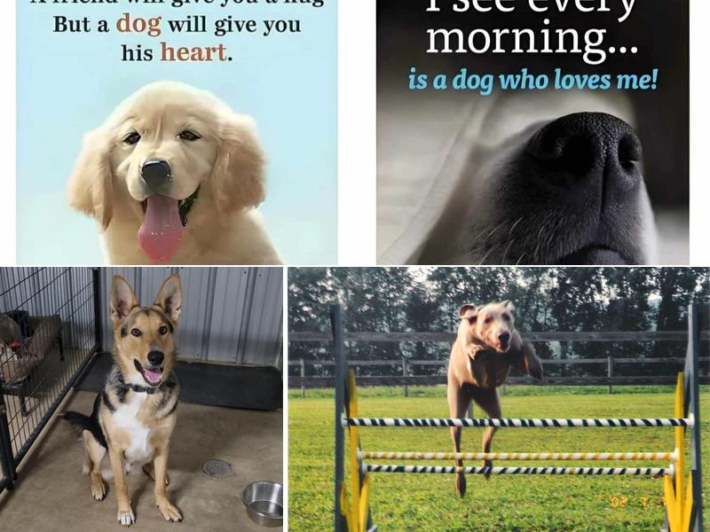 Flying High Dog Agility and Obedience