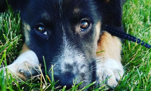 Brierwood Boarding Kennels