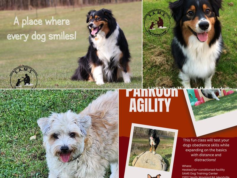 S.A.M.S. Dog Training Center