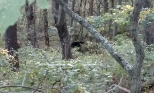 C Alering-Schroll Pet Sitting