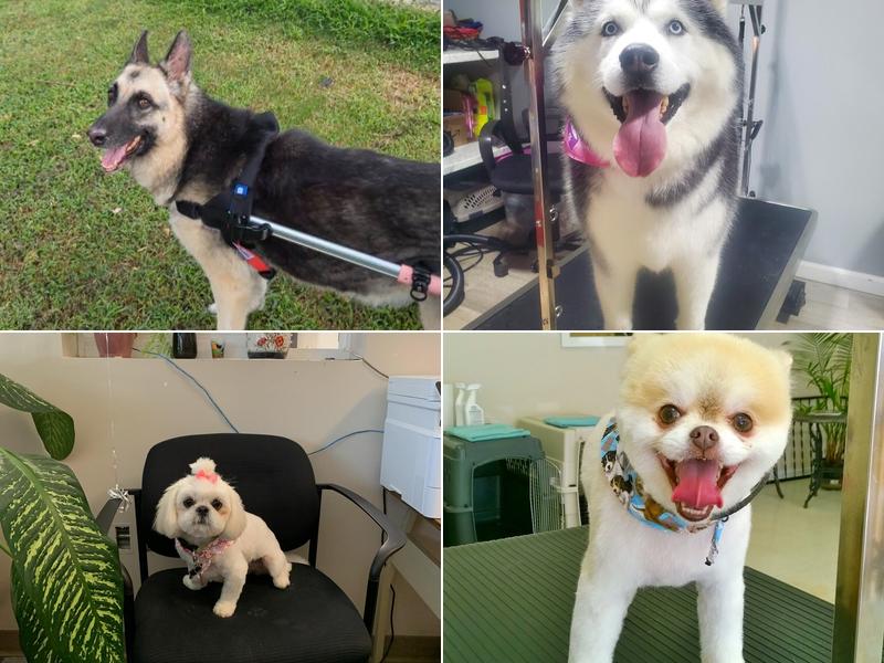 SuperDogs Grooming and Day Spa