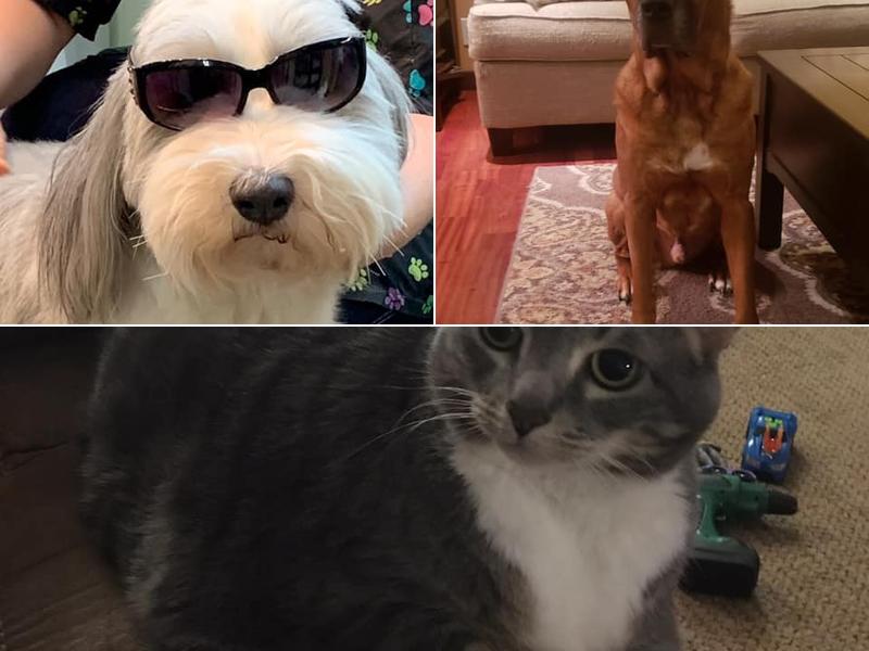 Classy Canines Pet Salon