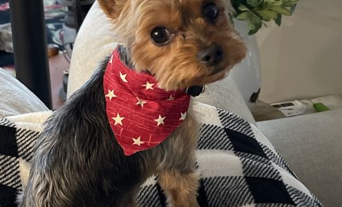 Paws and tails pet grooming 920 Augusta Rd, Warrenville South Carolina 29851