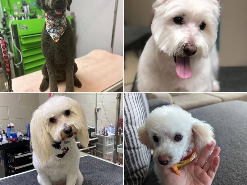 Ooh La La Doggie Spa