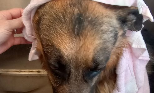 Vanity Fur Self Serve Pet Wash