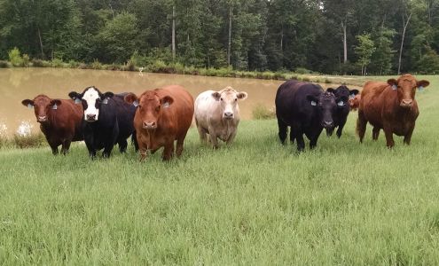 Back 40 Butchery Hodges