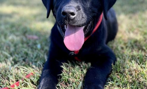 Hartwells Silverwater Labradors LLC Breeding and Grooming 110 N Windy Point, Townville South Carolina 29689
