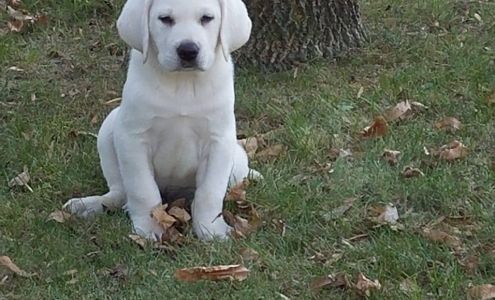 Lakeview Kennel Dog & Cat