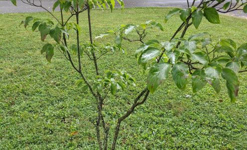 American Heritage Trees