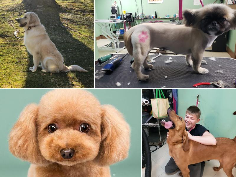 Super Dog Pet Grooming