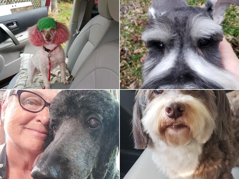 Purrfect Pets Pro Grooming