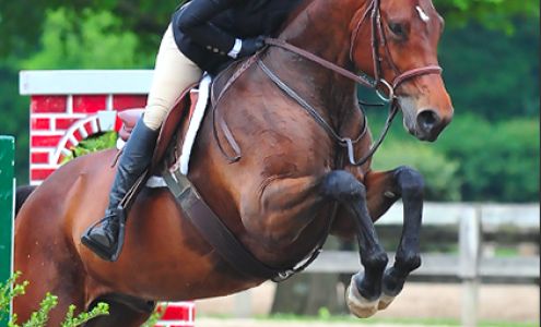 Ashva Equestrian, LLC 1201 Disco Loop Rd, Friendsville Tennessee 37737