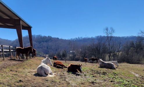 Blue Point Stables 677 Buck Creek Rd, Kingston Tennessee 37763