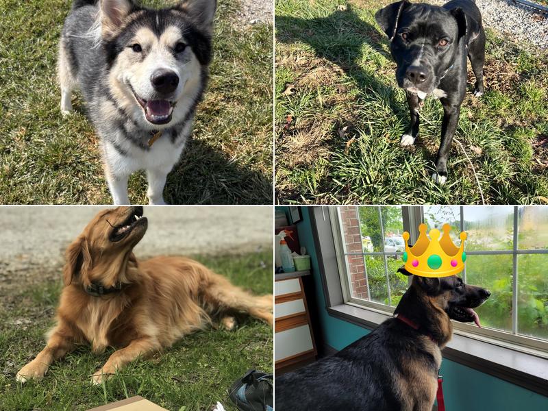 Playful Paws Pet Resort