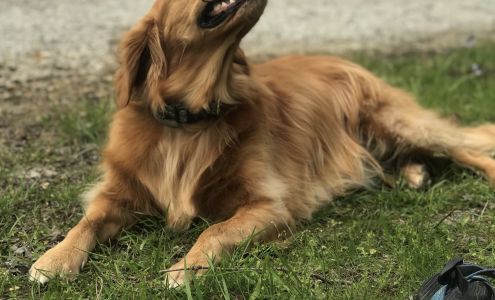 Playful Paws Pet Resort