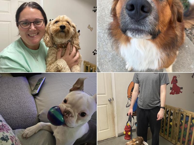 Murphi's Stay & Play