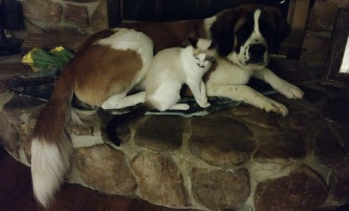 Dawg Haus Grooming Salon